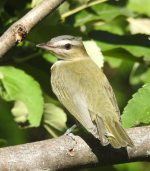 vireo.png