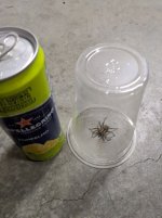 wolf spider.jpg