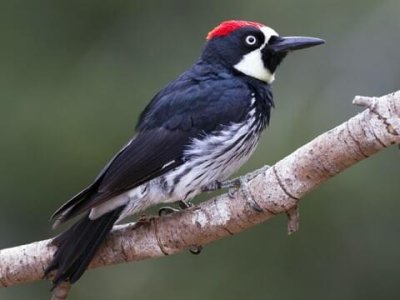 acorn woodpecker.jpg