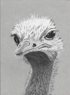 ostrich.jpg