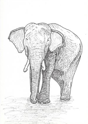 elephant2.jpg