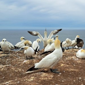 helgoland2.jpg