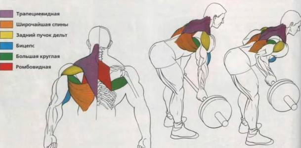 bent over rows bent over rows