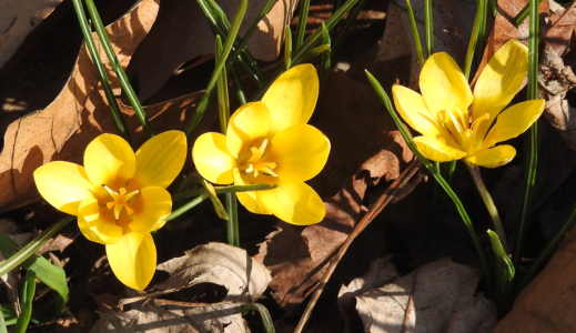 crocuses-gold.png