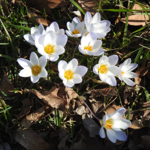 crocuses-white.png