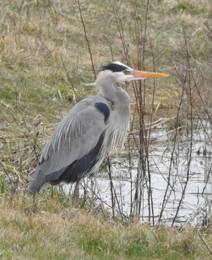 heron-1600-1.jpg