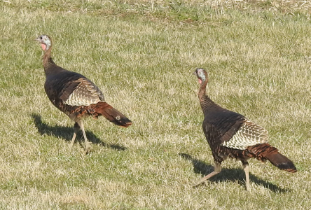 turkeys-2-1200.png