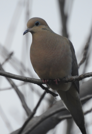 dove-April9.png