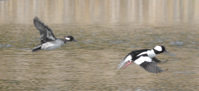 bufflehead-flight.png