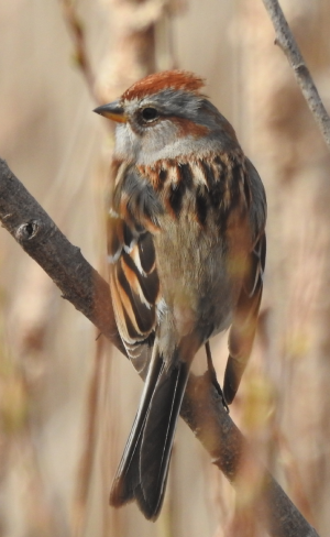 April8-treesparrow.png