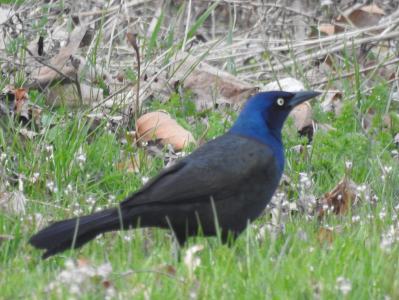 April10-grackle.png