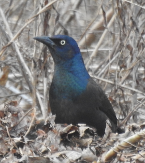 April10-grackle2.png