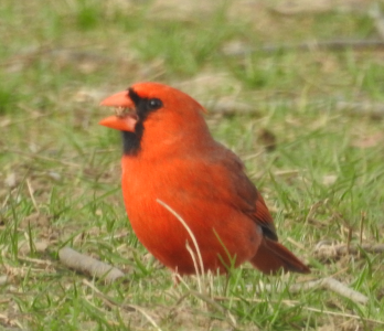 April10-cardinal.png