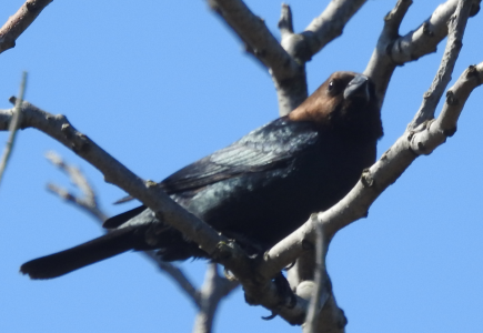 April13-cowbird.png