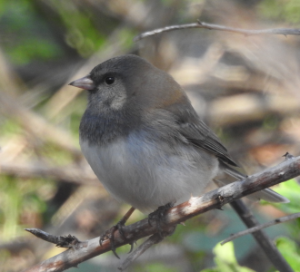 April13-junco.png