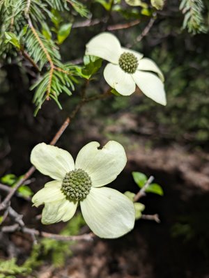 dogwood blooms.jpg