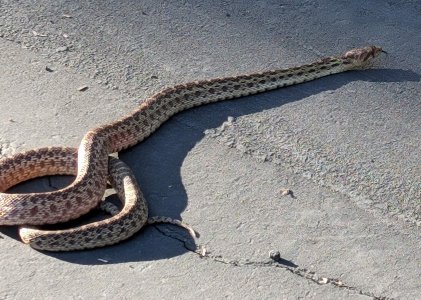 Gopher snake.jpg