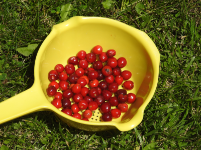cherryharvest.png