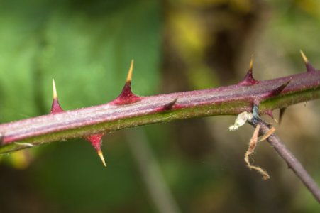 thorns.jpg