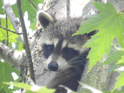 raccoon2000.jpg