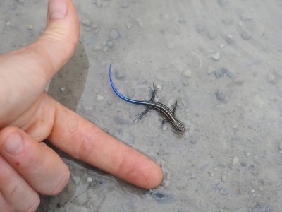 skink-size.jpg