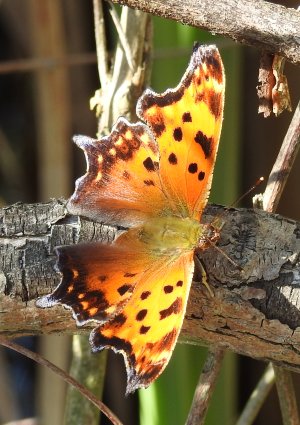 August31-Comma-dorsal.jpg