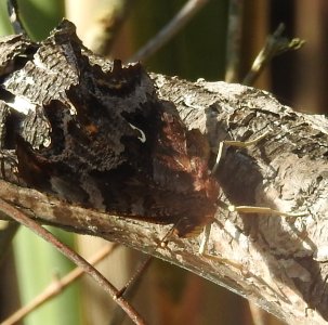 August31-Comma-ventral.jpg