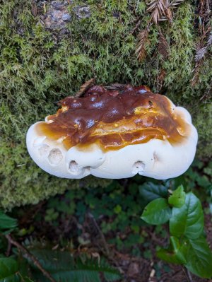 pancake fungus.jpg