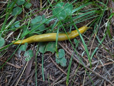 banana slug.jpg