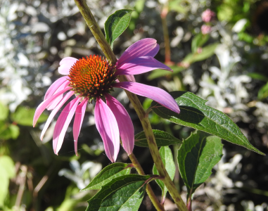 coneflower.png