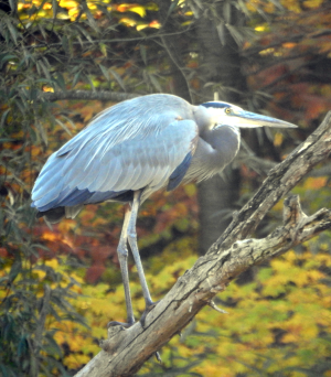 10-19-heron1.png