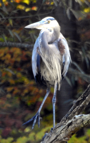 10-19-heron2.png