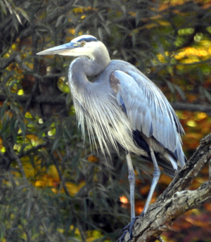 10-19-heron.png