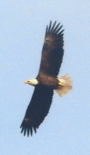 10-22-eagle1.jpg