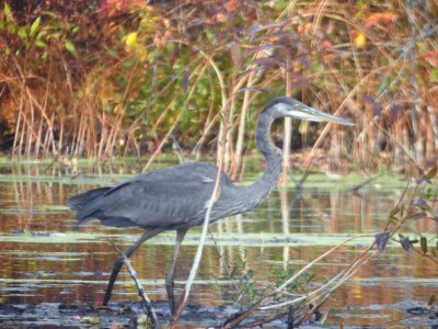 10-22-heron1.jpg