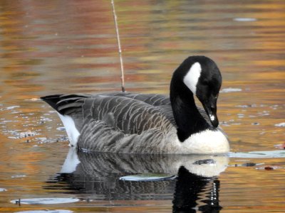 10-22-goose.jpg