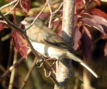 10-22-junco.jpg