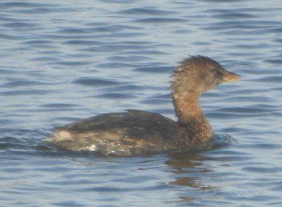 10-22-grebe.jpg