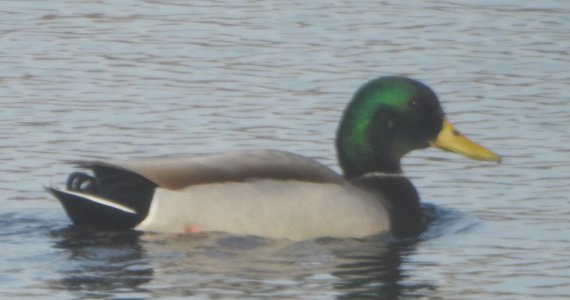 10-22-mallardM.jpg