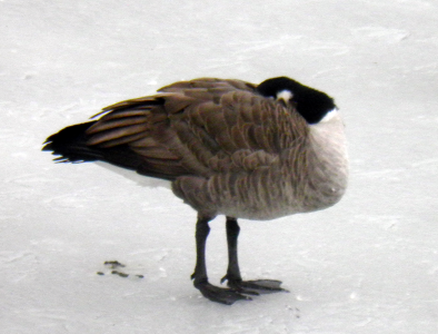 D8-goose.png