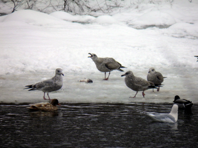 D8-gulls.png