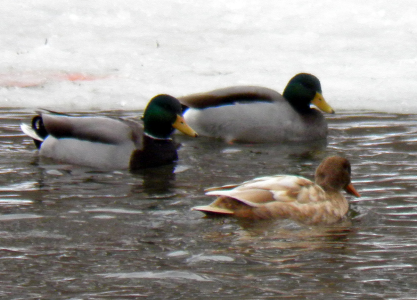 D8-mallards.png