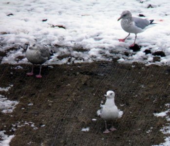 D11-gulls.jpg