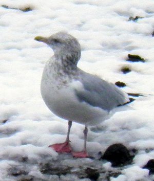 D11-gull.jpg