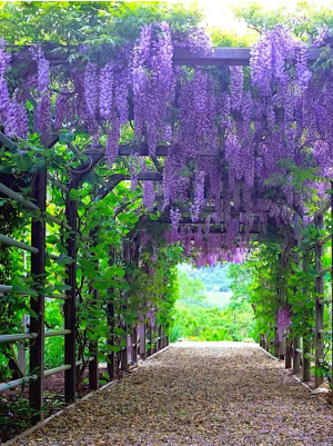 wisteria.png