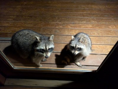 Raccoons 1-28-25.jpg Raccoons 1-28-25.jpg