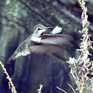 Kolibri.jpg