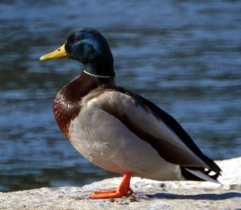 M3-mallard-drake.jpg