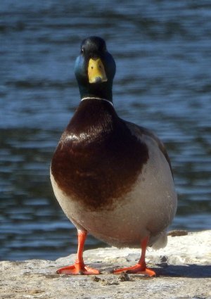 M3-mallard-lookatyou.jpg