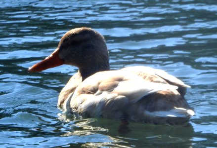 M3-mallard-leucistic.jpg